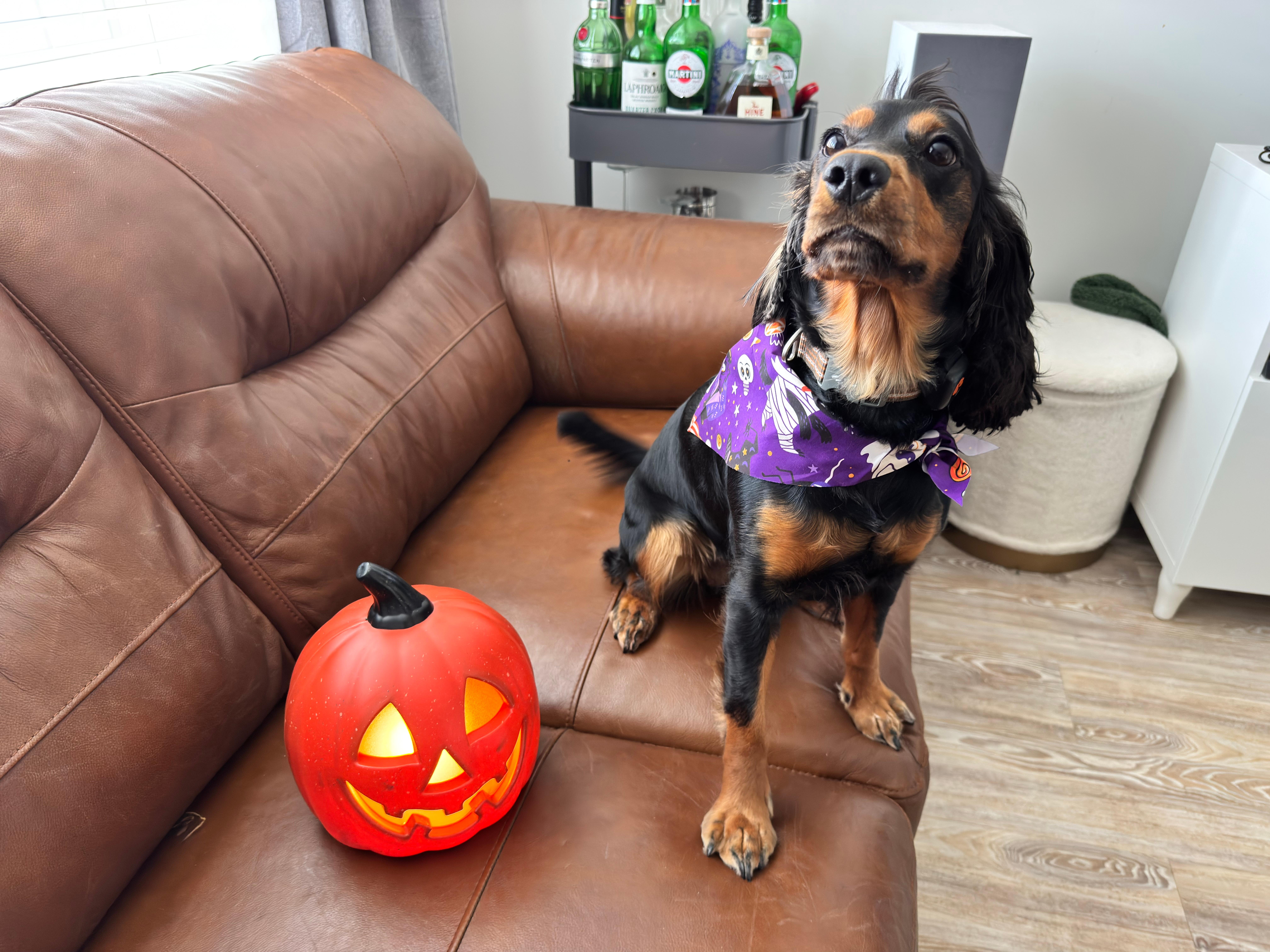 This is my dog Socks! I really do need to post her more